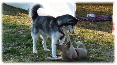 Cuccioli con adulto regolatore
