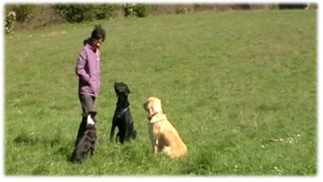 cani in attenzione allenamento sull'attenzione