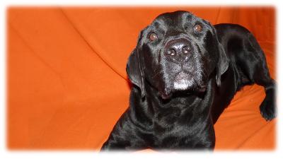 buck in attenzione mentre gioca con il clicker