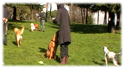 cani in attesa: resta