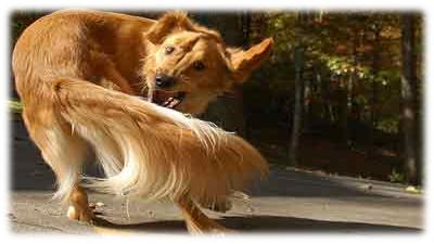 sintomi cane stessato