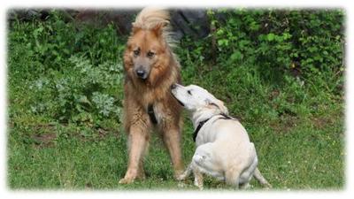 cane in atteggiamento rannicchiato